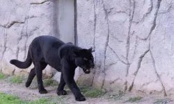 İzmir'de Doğal Yaşam Parkı'nın jaguarı Juliet yaşamını yitirdi!