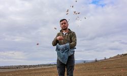 Kastamonu'da, Avrupa coğrafi işaretli Taşköprü sarımsağının dikimine başlandı