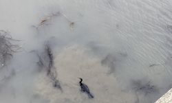 Kızılırmak Nehri'nde misinaya takılan karabatak itfaiye ekiplerince kurtarıldı