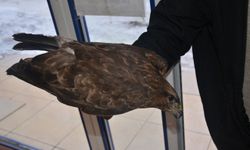 Ordu'da yaralı kızıl şahin tedavi altına alındı