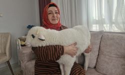 Otizmli oğlunun isteği üzerine aldıkları kuzuya evde bebek gibi bakıyorlar