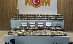 Samsun'da kaçakçılık operasyonunda 1 zanlı yakalandı