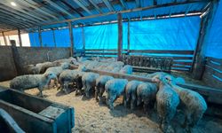 Sinop'ta genç girişimcilerin küçükbaş hayvancılık işletmesine ziyaret