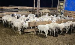 Sinop'ta iki girişimci çocukluk hayallerini Genç Çiftçi Projesi ile gerçekleştirdi