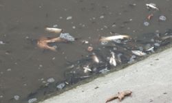 Tokat'ta Yeşilırmak'ta çok sayıda balık kıyıya vurdu