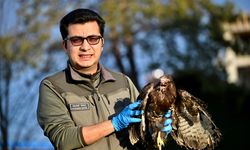 Yaralı kızıl şahin ve soğukta bitkin düşen peçeli baykuş Doğa Koruma'ya emanet