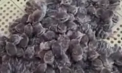 Yılın ilk keklik yavruları yumurtadan çıktı