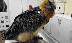 Artvin'de tedavisi tamamlanan sakallı akbaba, takip cihazı takılarak doğaya salındı