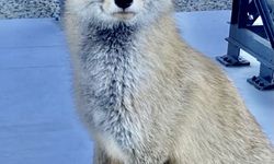 Atış poligonuna bitkin halde gelen tilki 'Barut' polislerle dost oldu