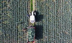 Bafra Ovası'nda brokoli hasadı devam ediyor