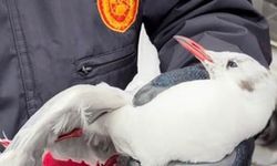 ELEKTRİK TELİNE TAKILDI...