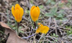 Boğazkale'de baharın habercisi çiğdemler açtı