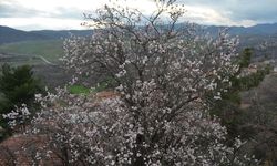 Çorum'da badem ağaçları erken çiçek açtı