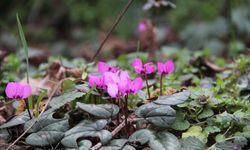 Çorum'da yabani sıklamenler çiçek açtı