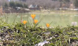Çorum'da Yeşil Göl'ün çevresi çiğdem ve menekşelerle kaplandı