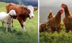 Hayvansal üretimde yükseliş... Sığırdan bala kadar artış var
