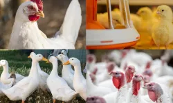 Kanatlı işletmelerinde biyogüvenlik kuralları güncellendi