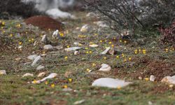 Karabük'te çiğdemler erken çiçek açtı