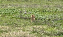 Karabük'te mahalleye inen hasta çakal tedavi edildi
