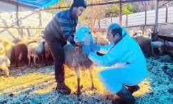 Karadeniz'in ilk hastalıktan ari koyunculuk işletmesi Giresun'da
