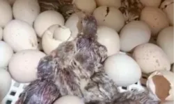 Kırılan her kabuk doğaya nefes oluyor