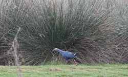 Kızılırmak Deltası zengin biyoçeşitliliği ile farklı türlere ev sahipliği yapıyor