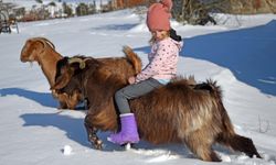 Küçük Ceyda'nın en yakın dostu keçileri