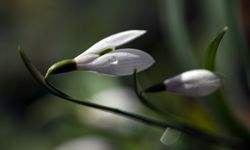 Küre Dağları'nda kardelenler sıcak hava nedeniyle erken karsız kaldı