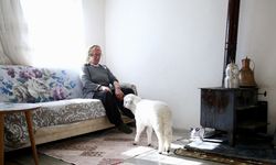 Kuzusunu yanından ayırmayan kadın görme engelli buzağıya da ışık oluyor