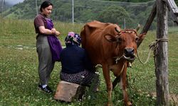 MEMLEKET SOFRASI - Hamsiköy sütlacı
