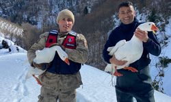 Ordu'da kaybolan kazları jandarma ve itfaiye ekipleri buldu