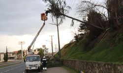 Ordu'da şiddetli rüzgarın devirdiği ağaç elektrik tellerine zarar verdi