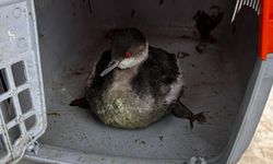 BELEDİYE EKİPLERİ SAHİP ÇIKTI