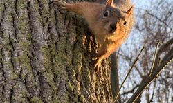 Samsun'da mesire alanında sincap görüntülendi