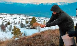 Şebinkarahisar'da kuşlar için yemleme çalışması yapıldı