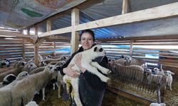 Şehir hayatından sıkılıp köyüne dönen kadın hayvancılığa başladı