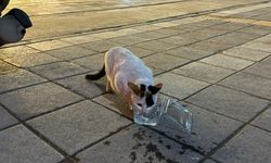 Tokat'ta balkonda mahsur kalan kediyi itfaiye kurtardı