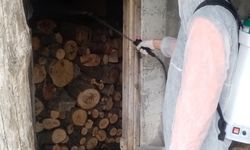 19 Mayıs'ta kahverengi kokarca ile mücadele çalışmaları devam ediyor