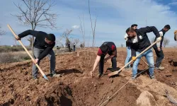 20 bin çınar Şanlıurfa için hazırlanıyor