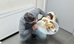 KANSERLİ KÖPEĞE KEMOTERAPİ