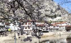 Amasya'da çiçek açan ağaçlar görsel şölen oluşturdu