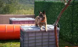 Arama kurtarma köpekleri afetlerin umut ışığı