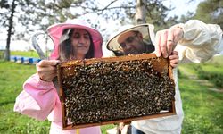 Arıların küresel ısınmadan çok elektromanyetik alanlardan etkilendiği belirlendi