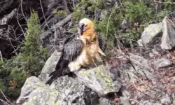 Artvin'de yaralı sakallı akbaba yeniden doğaya döndü