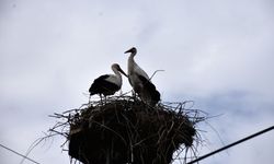 'Baharın habercisi' leylekler Sinop'taki Cuma Ovası'na gelmeye başladı
