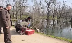 Bursa Karacabey'de yaban hayata özgürlük