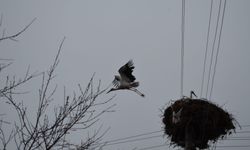 Çorum'da baharın müjdecisi leylekler yuvalarını yeniden şenlendirdi