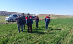 Çorum'da hububat ekili arazide kontrol çalışmaları sürüyor