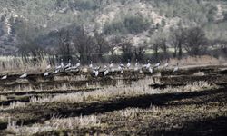 Göç yolundaki turnalar Sinop'taki Cuma Ovası'nda görüntülendi