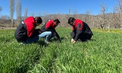 Göynücek'te tarım alanlarına yönelik fizyolojik inceleme yapıldı